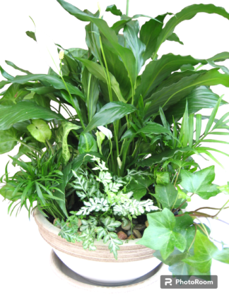 Plantes