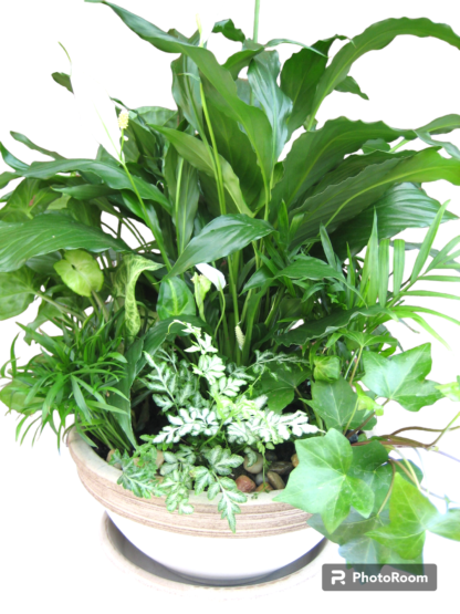 Plantes