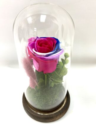 Rose éternelle R2