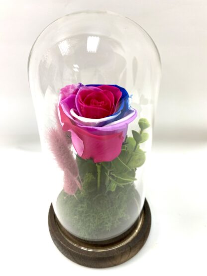 Rose éternelle R2