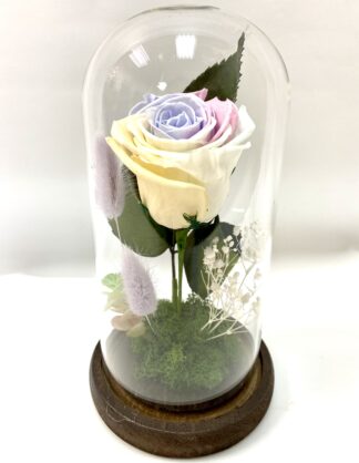 Rose éternelle R4