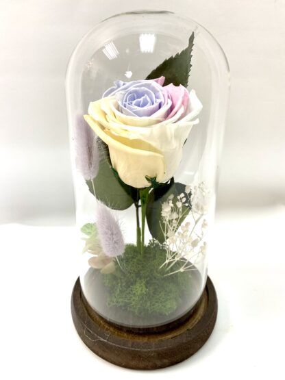 Rose éternelle R4
