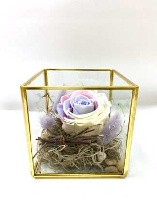 Rose éternelle R5
