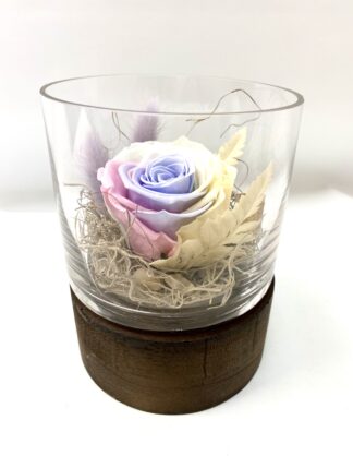 Rose éternelle R6