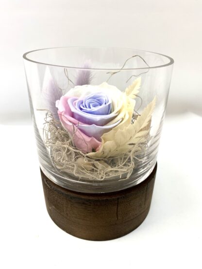 Rose éternelle R6