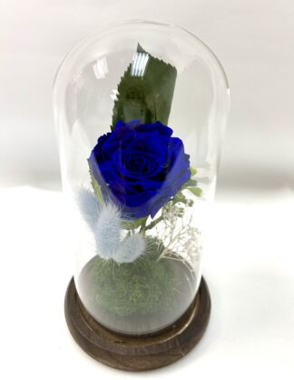 Rose éternelle R8
