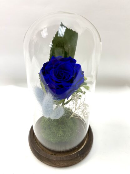 Rose éternelle R8