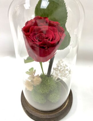Rose éternelle R12