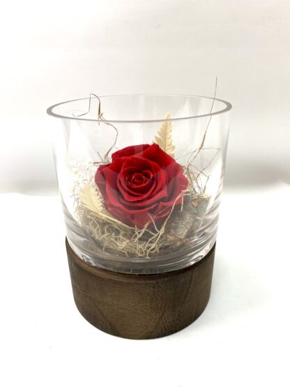 Rose éternelle R13