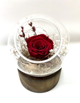 Rose éternelle R14