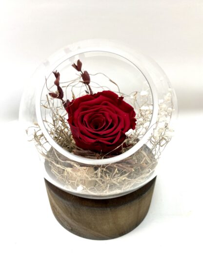 Rose éternelle R14