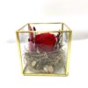 Rose éternelle R16