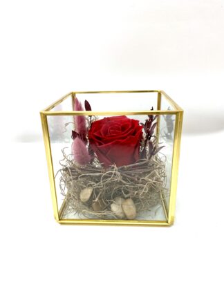 Rose éternelle R16