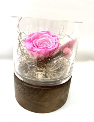 Rose éternelle R17