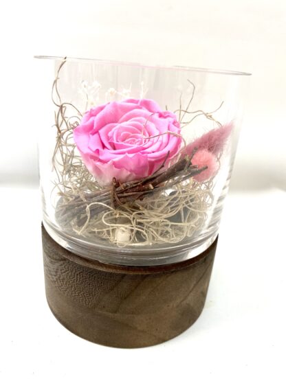 Rose éternelle R17