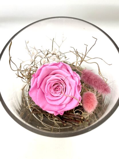 Rose éternelle R17 – Image 2