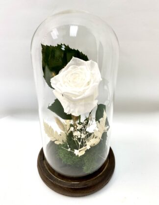 Rose éternelle R19