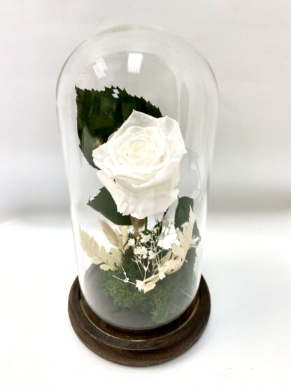 Rose éternelle R19
