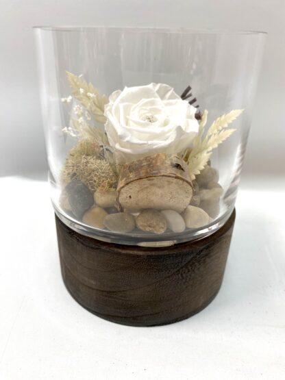 Rose éternelle R20