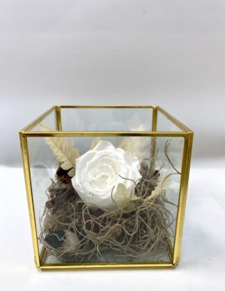 Rose éternelle R21