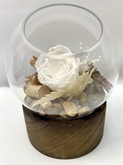 Rose éternelle R22