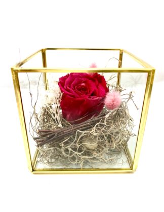 Rose éternelle R23