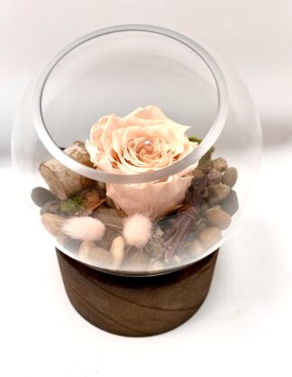 Rose éternelle R23