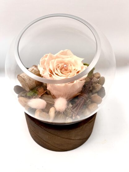Rose éternelle R23