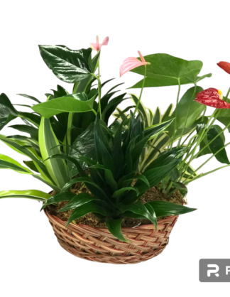 Plantes