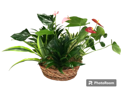 Plantes